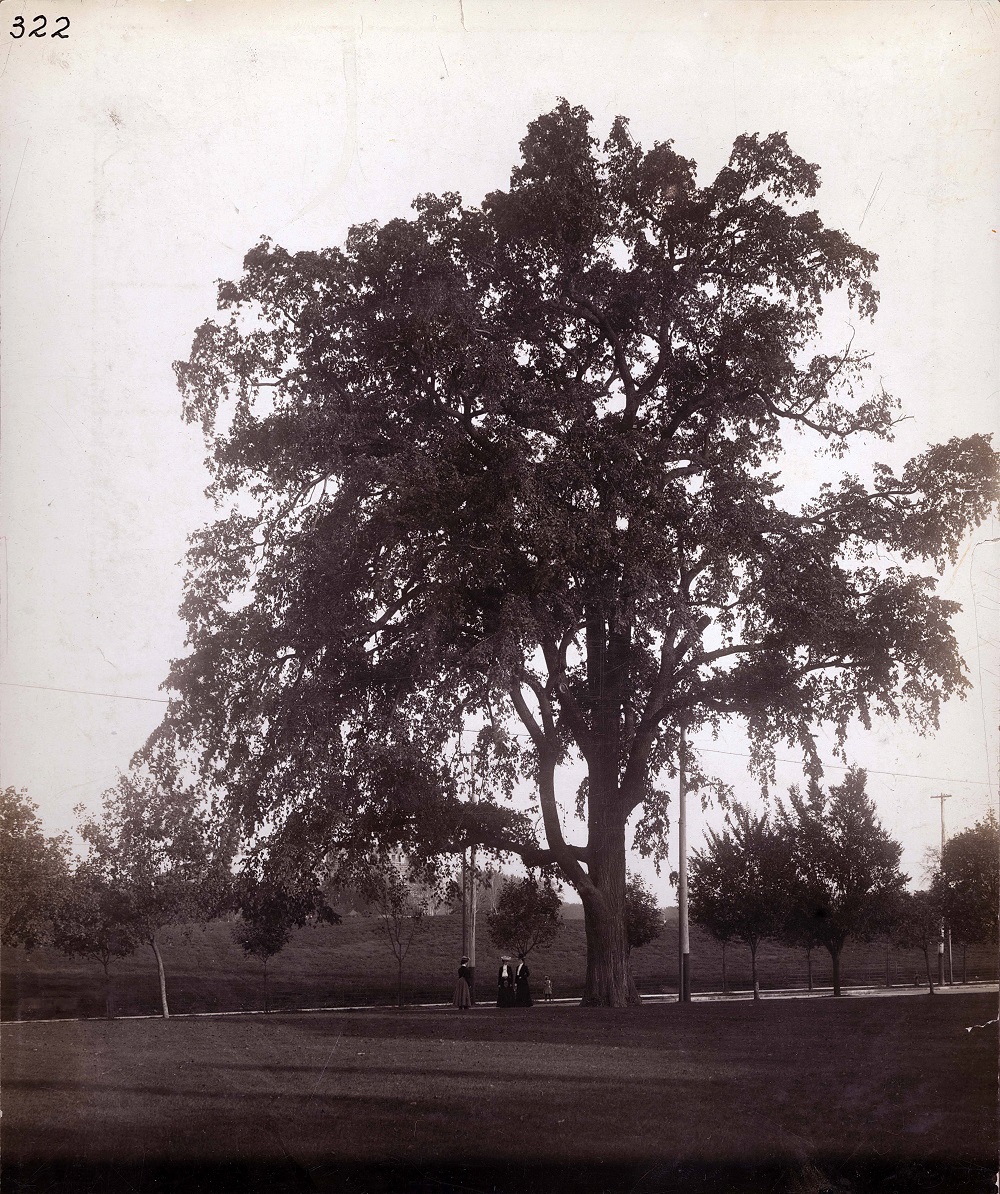 The Lost Patterson Elm Tree at NCR